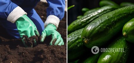 Cucumbers will be very juicy: what's in the golden fertilizer