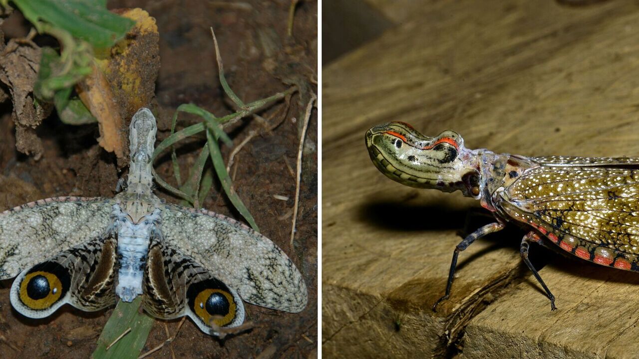Alligator-headed insect spotted near the Amazon: video has surfaced