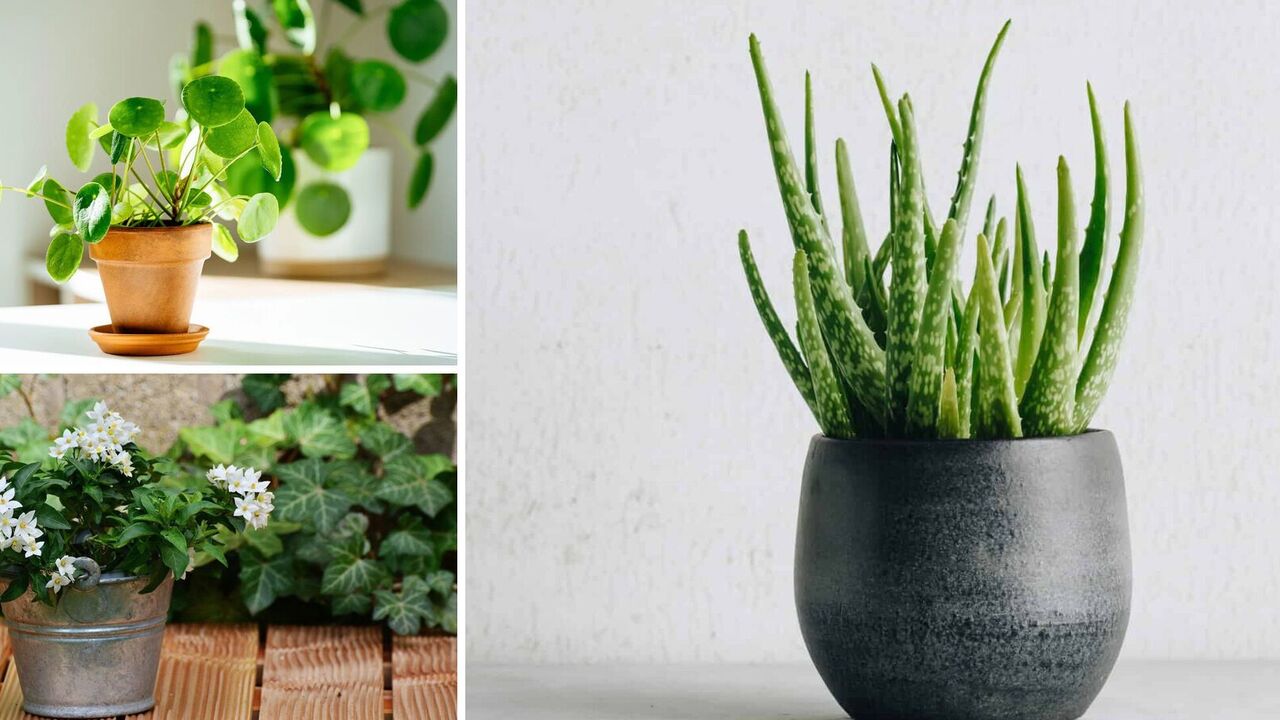 Which indoor flowers calm the nerves and improve mood: a list