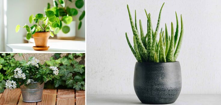 Which indoor flowers calm the nerves and improve mood: a list