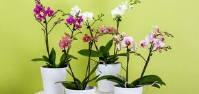 Orchid care: the secrets of proper pruning for frequent flowering