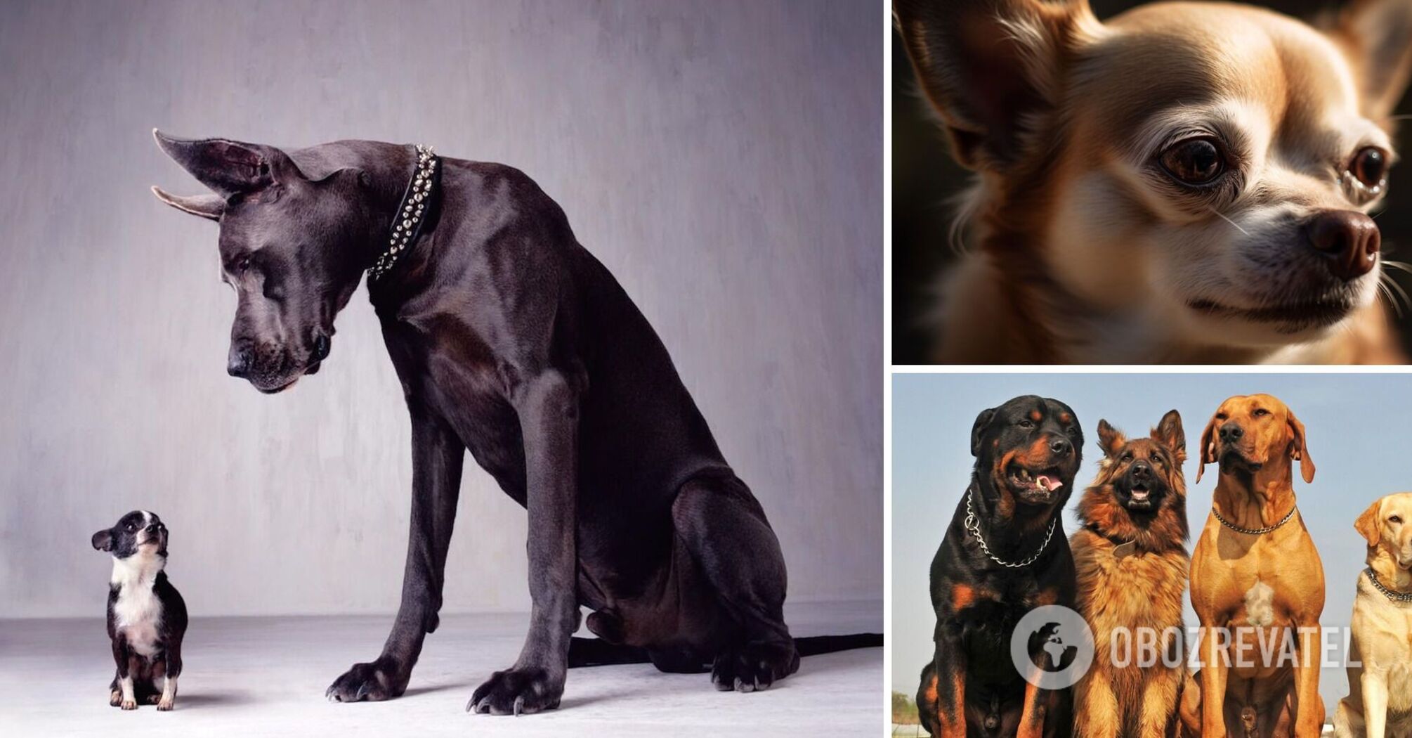 Small dogs live longer: scientists made a surprising discovery