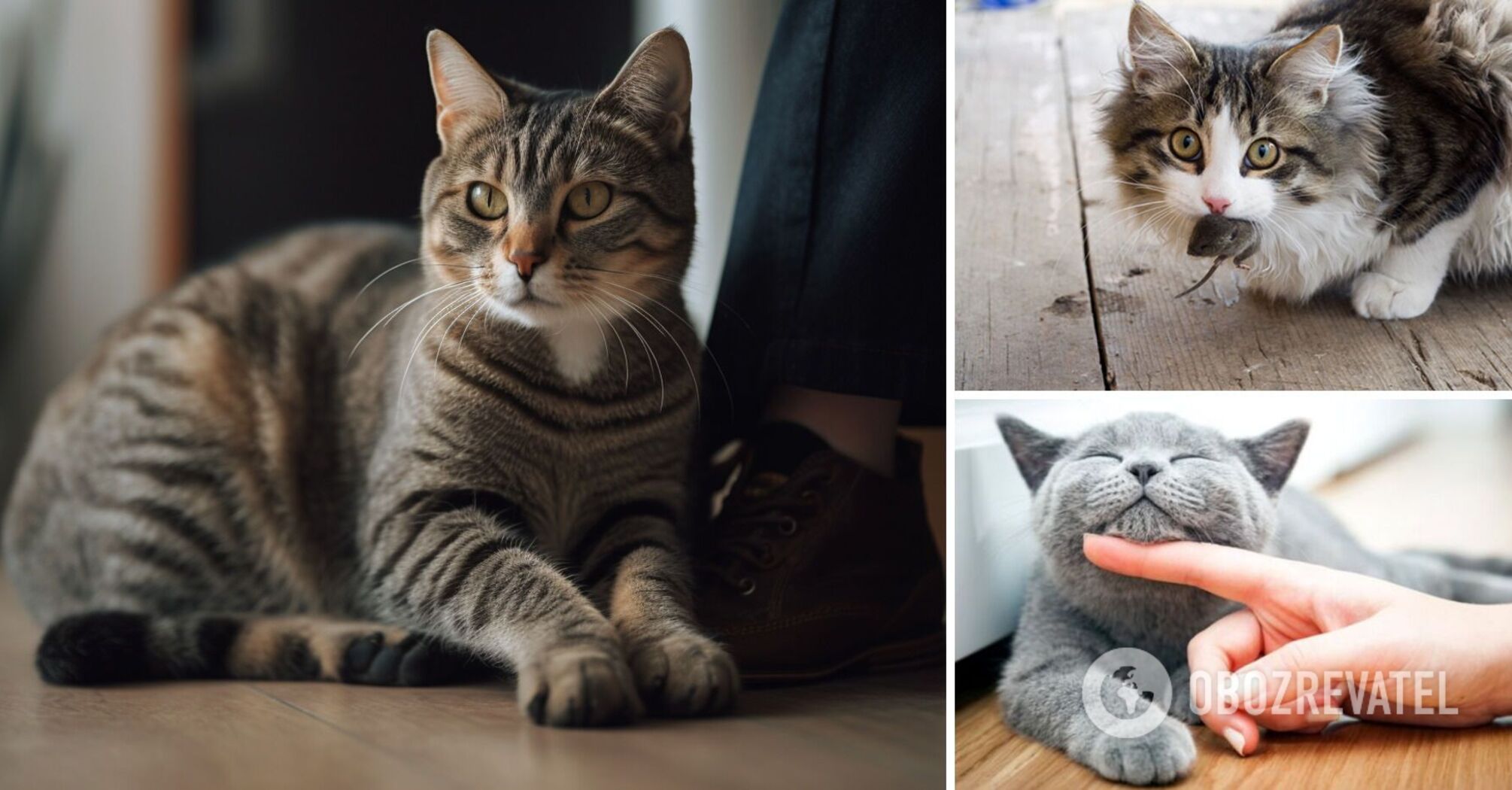 How cats thank you: gestures that show affection for the owner