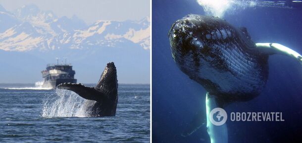Whale 'Hunting': Where to go to admire the graceful creatures of the sea
