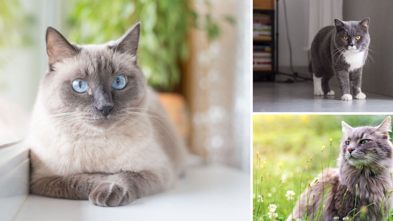 What are the most jealous cats: top 3 breeds and photos