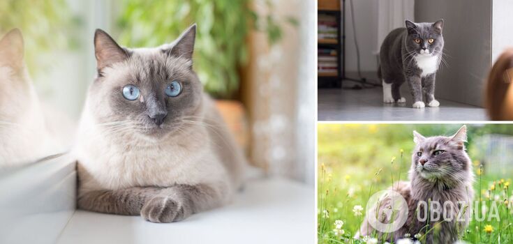 What are the most jealous cats: top 3 breeds and photos