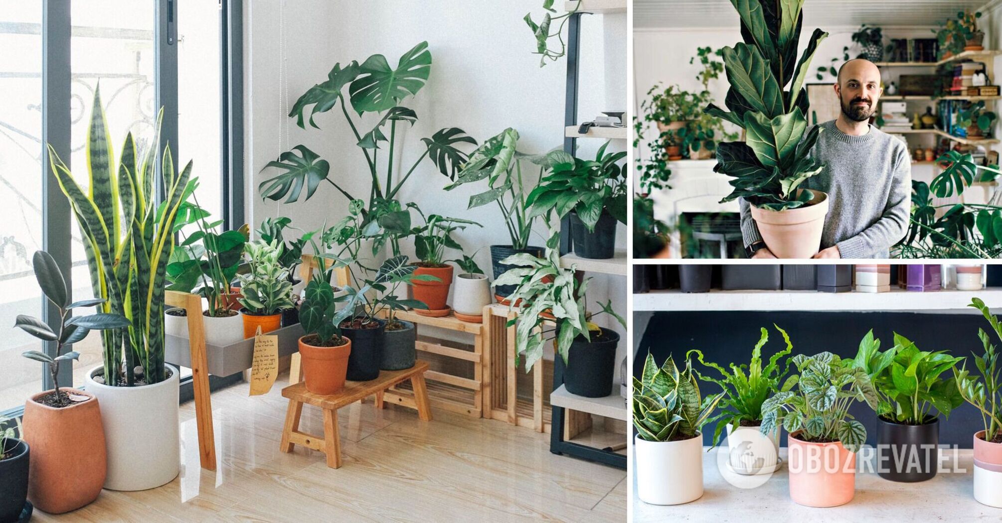 Which indoor plants will bring the most health benefits: a list