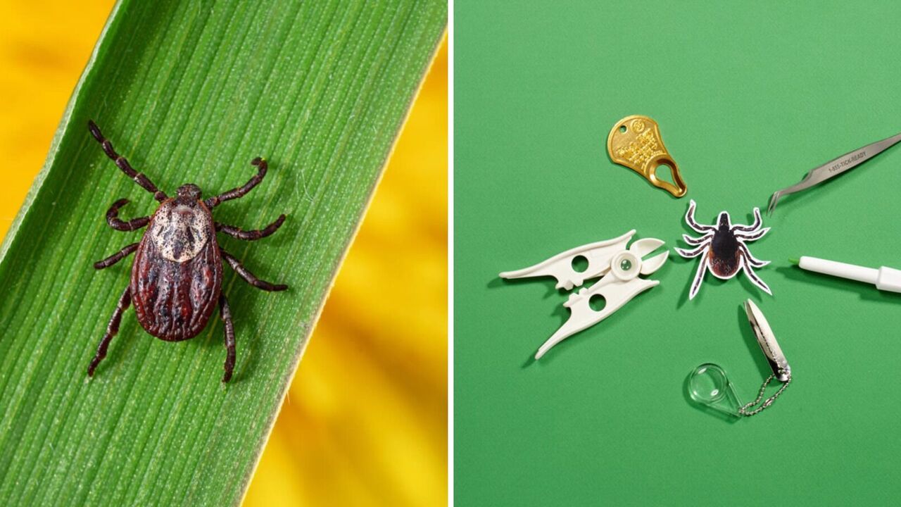 What to do if you've been bitten by a tick: life-saving tips