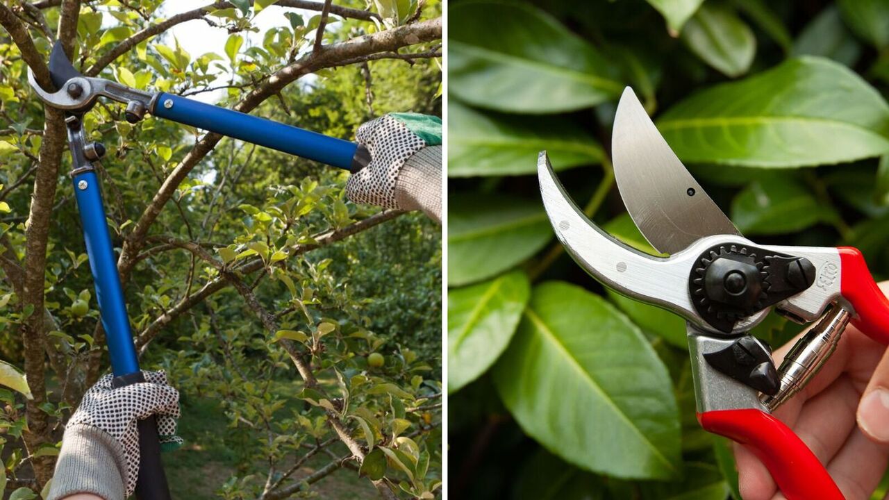 How to prune fruit trees to increase the yield: three main rules