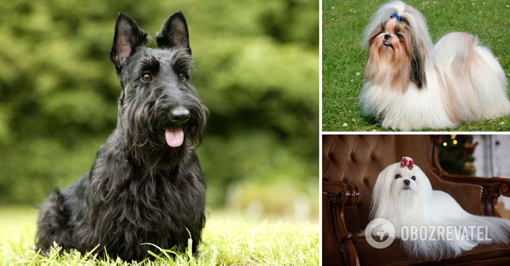 What dogs never shed: breeds and photos