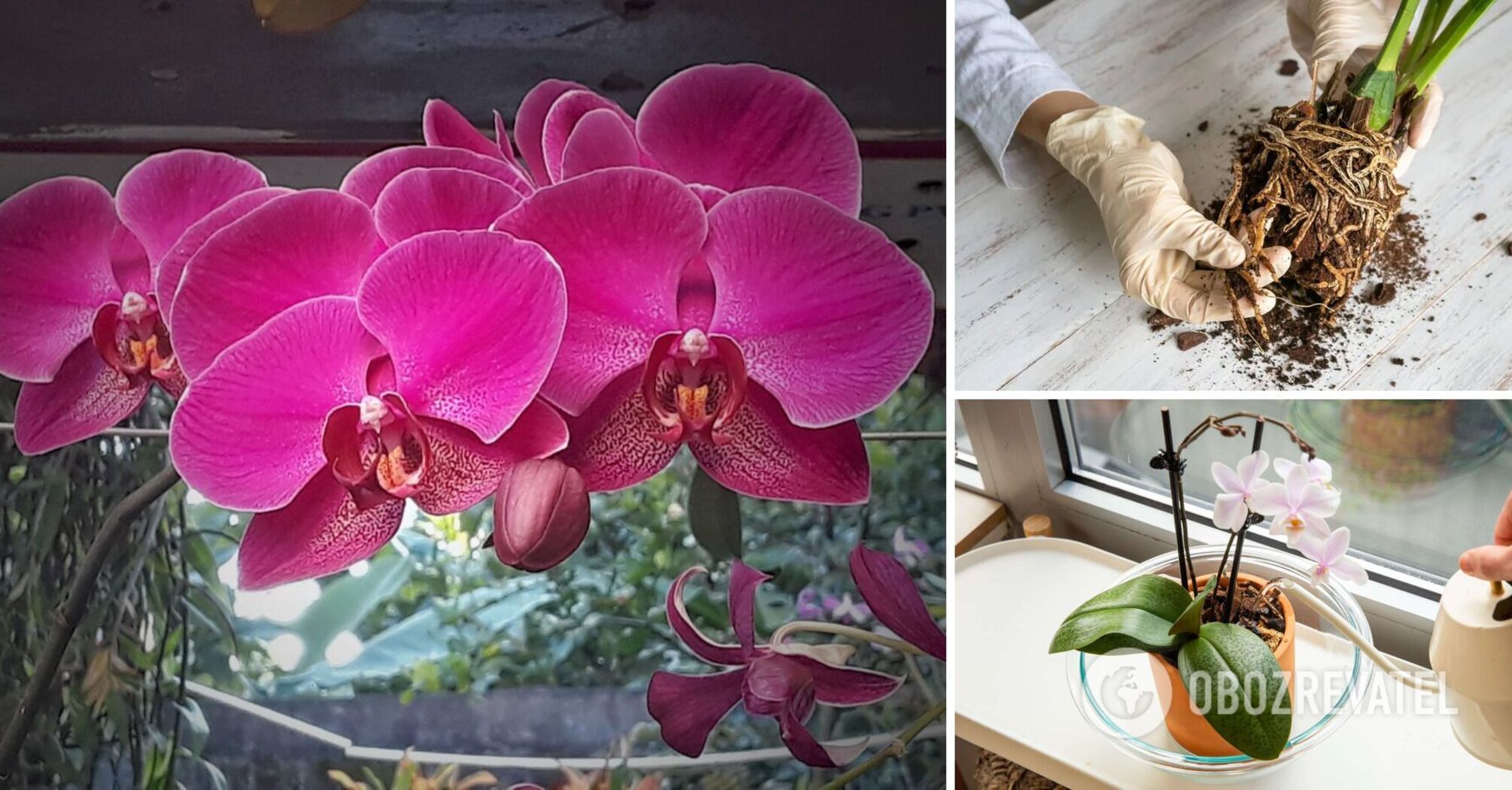 Noisy remedy can kill an orchid: what absolutely cannot be used to "save" a flower