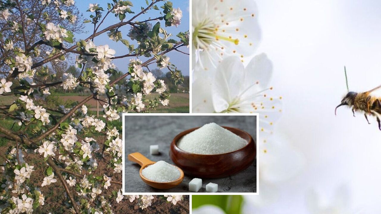 The harvest will be record-breaking: the secret with sugar for better pollination