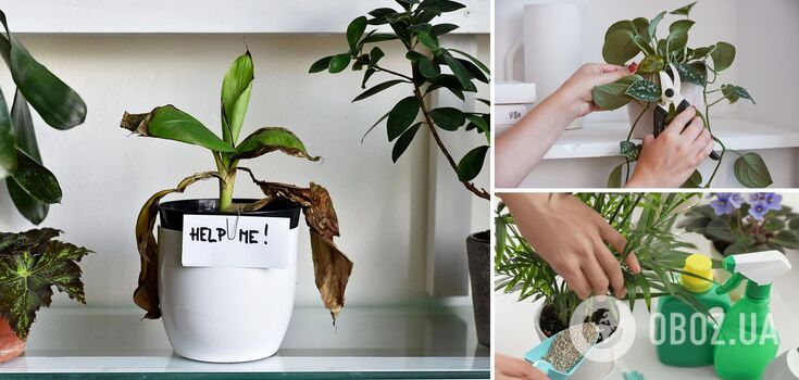 How to save wilted indoor flowers: simple fertilisers will help