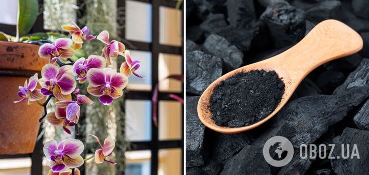 The orchid will bloom like mad: What to water the flower for the best result