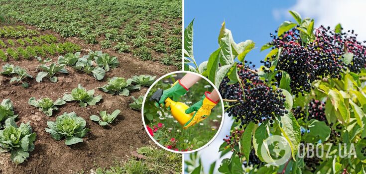 How to get rid of pests in the garden: the secret way