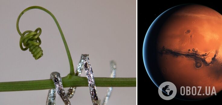 Plants will be able to build infrastructure for humans on Mars: the first successes are already in place