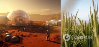 Not just potatoes: a plant discovered that people can grow on Mars