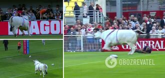 In France, a derailed bull ran into the stadium and dispersed the players. Video