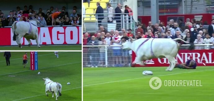 We Francji kłapiący byk wbiegł na stadion i rozpędził piłkarzy. Wideo