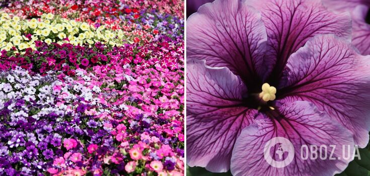 Petunias will grow quickly and get brighter: one trick helps