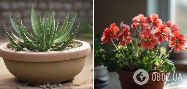 Surprise guests with beauty: what indoor flowers do not need watering