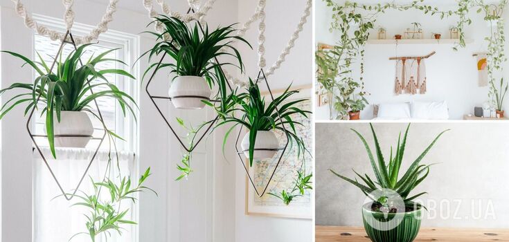 Improve sleep and mood: which indoor flowers are suitable for the bedroom and what you shouldn't put by the bed