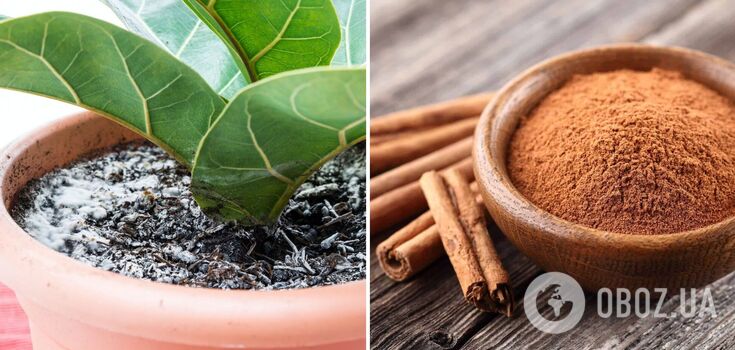 White mould on indoor plants will disappear forever: the most effective remedy is in your kitchen