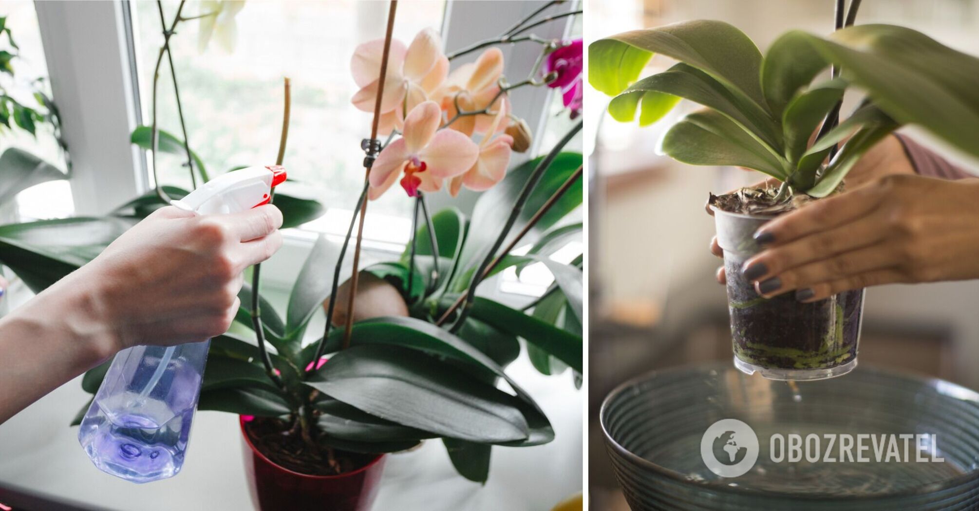 How to water an orchid so that it grows quickly and blooms constantly: simple tips