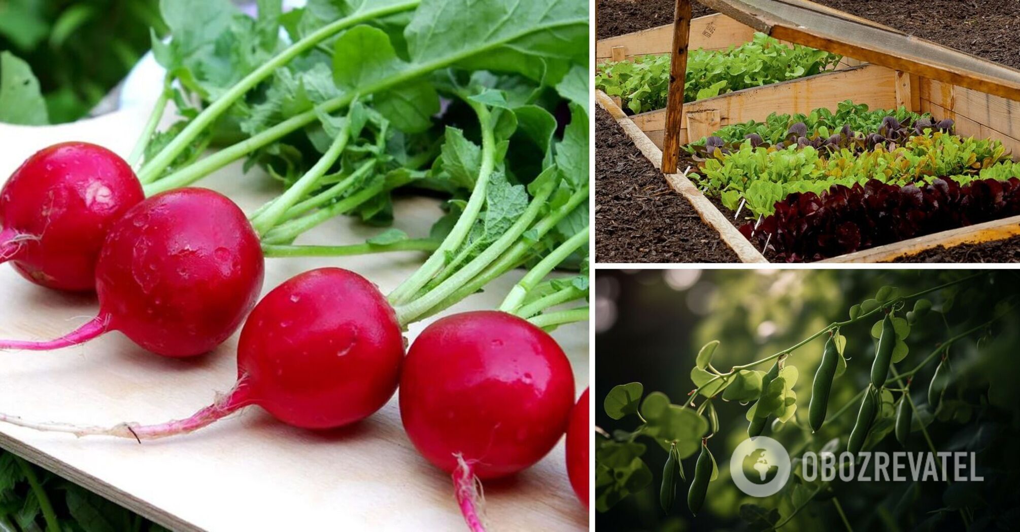 Plant today: what vegetables give a good harvest in any soil