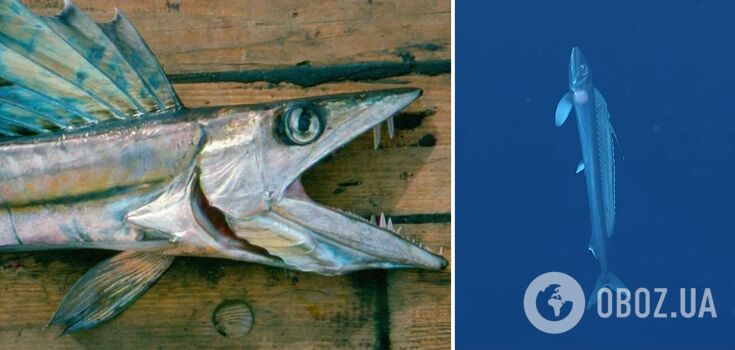 Strange cannibal fish from the depths of the sea committed suicide on the U.S. coast: scientists are baffled