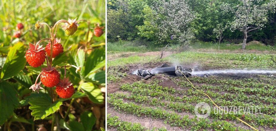 Pity the strawberries: Ukrainians reacted with humor to the Russian missile attack on Kyiv on May 9. Photo by