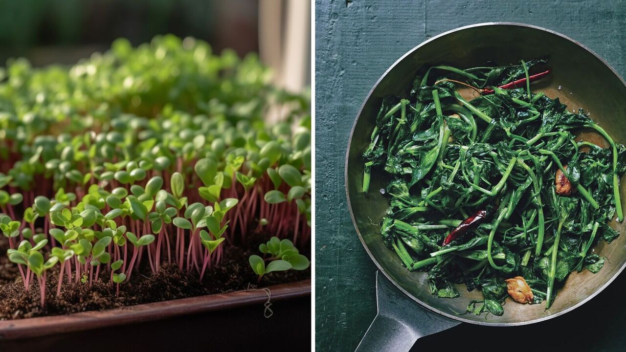 What is a microgrin and what kinds taste best: instructions, how to plant