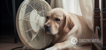 How to help a dog survive the heat: effective tips