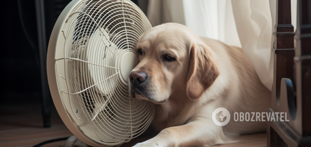 How to help a dog survive the heat: effective tips