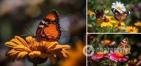 What flowers attract butterflies: what to plant to make your garden more beautiful