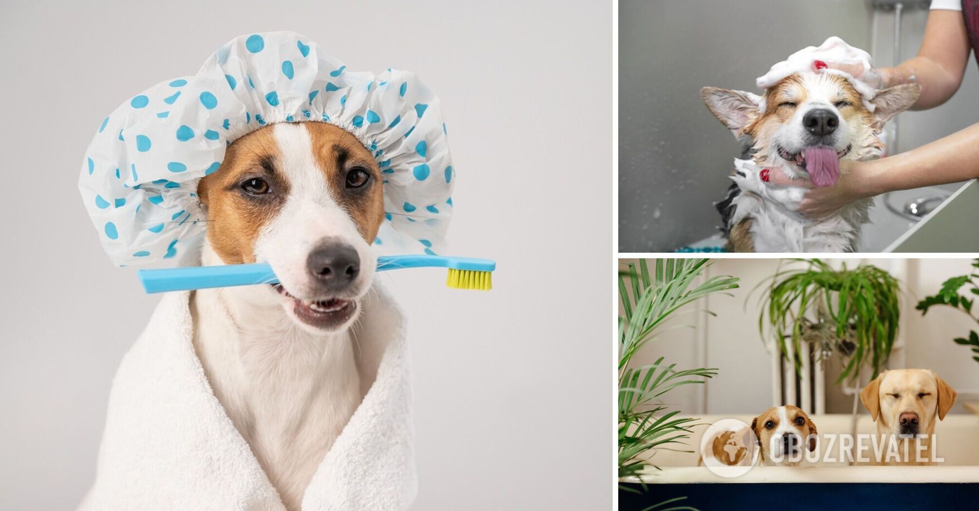 How to bathe your dog properly: tips on how often to bathe and what shampoo to use