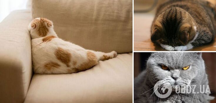 What cats are most offended by: a list of prohibited actions