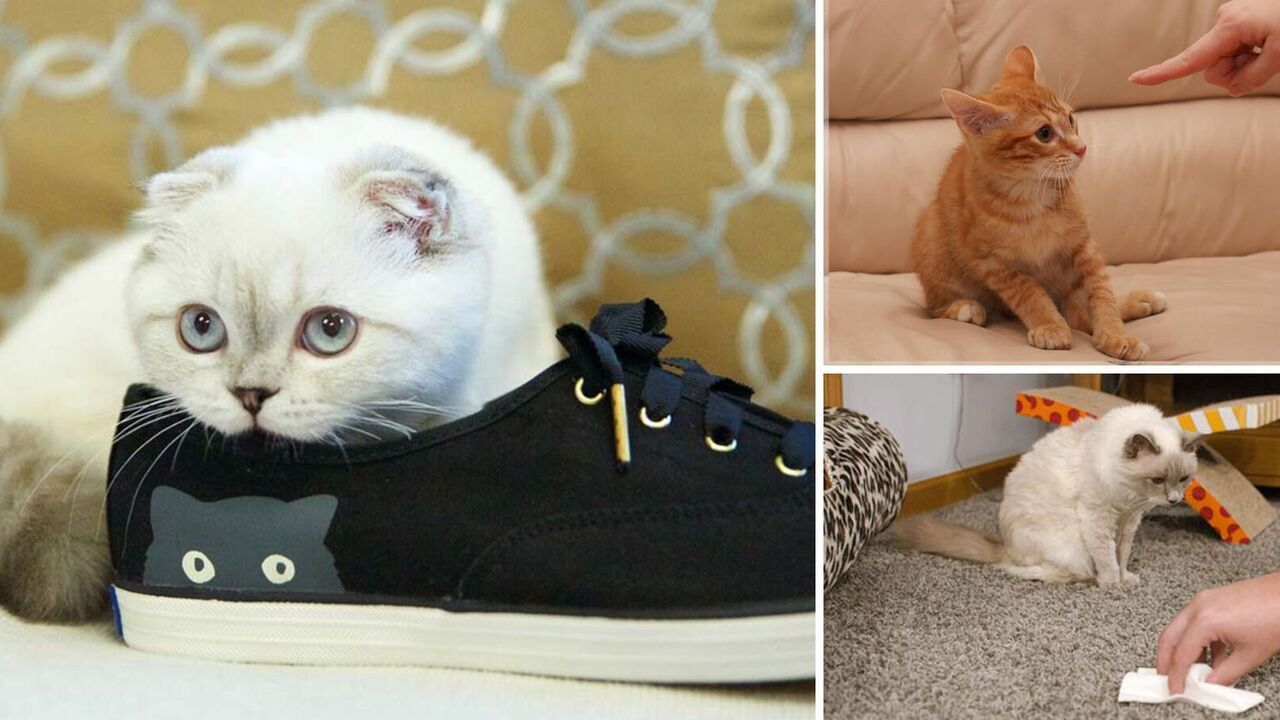 Jak pozbyć się zapachu kociego moczu: 3 sposoby na przywrócenie porządku