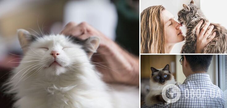 Is it true that cats pick up their owner's diseases: which breeds are the most sensitive