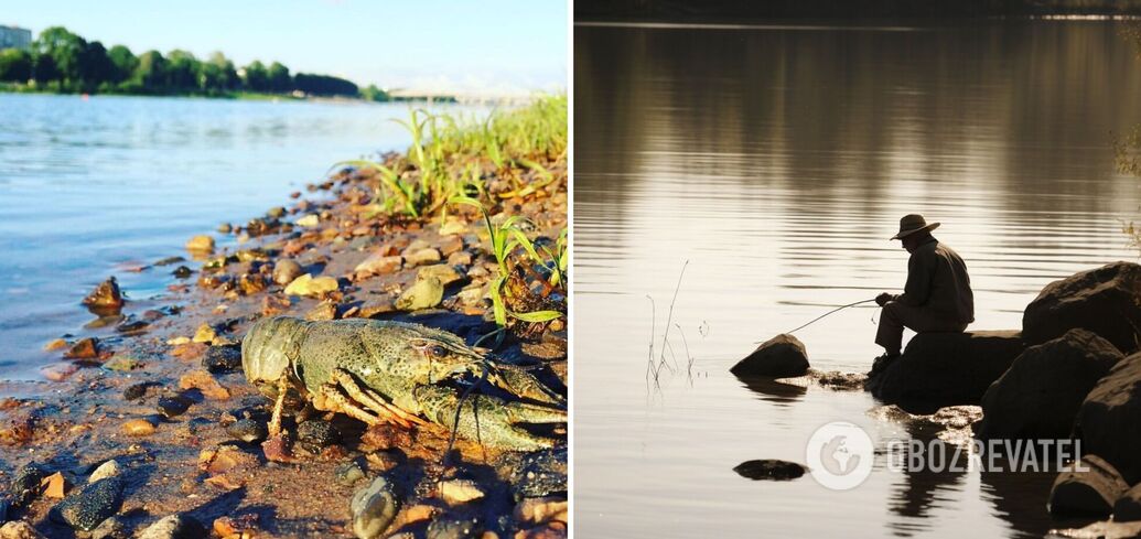 Cheap crayfish bait that guarantees a catch: the recipe