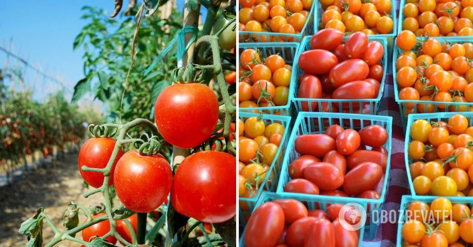 Tomato fertilizer: an elite way to feed the bushes that costs pennies