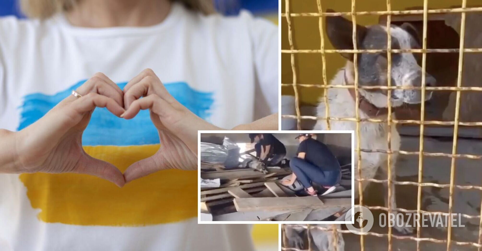 Massaged the heart: volunteers managed to bring back to life a dog from the Kherson region. Video