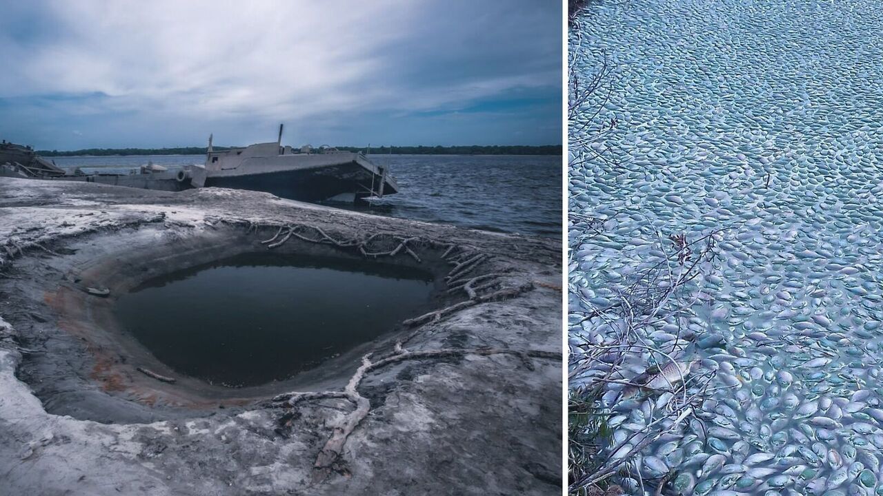This is what ecocide looks like: in the Kherson region because of the explosion of the Kakhovka  HPP mass death of fish. Photo