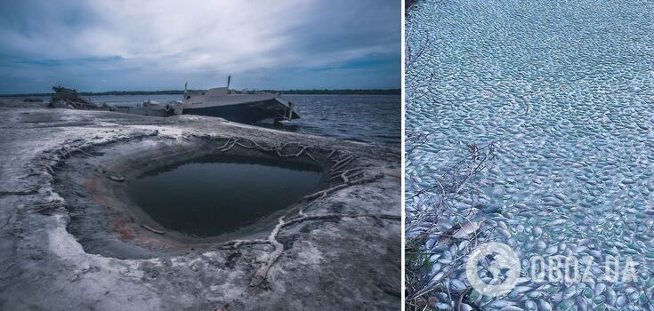 This is what ecocide looks like: in the Kherson region because of the explosion of the Kakhovka HPP mass death of fish. Photo