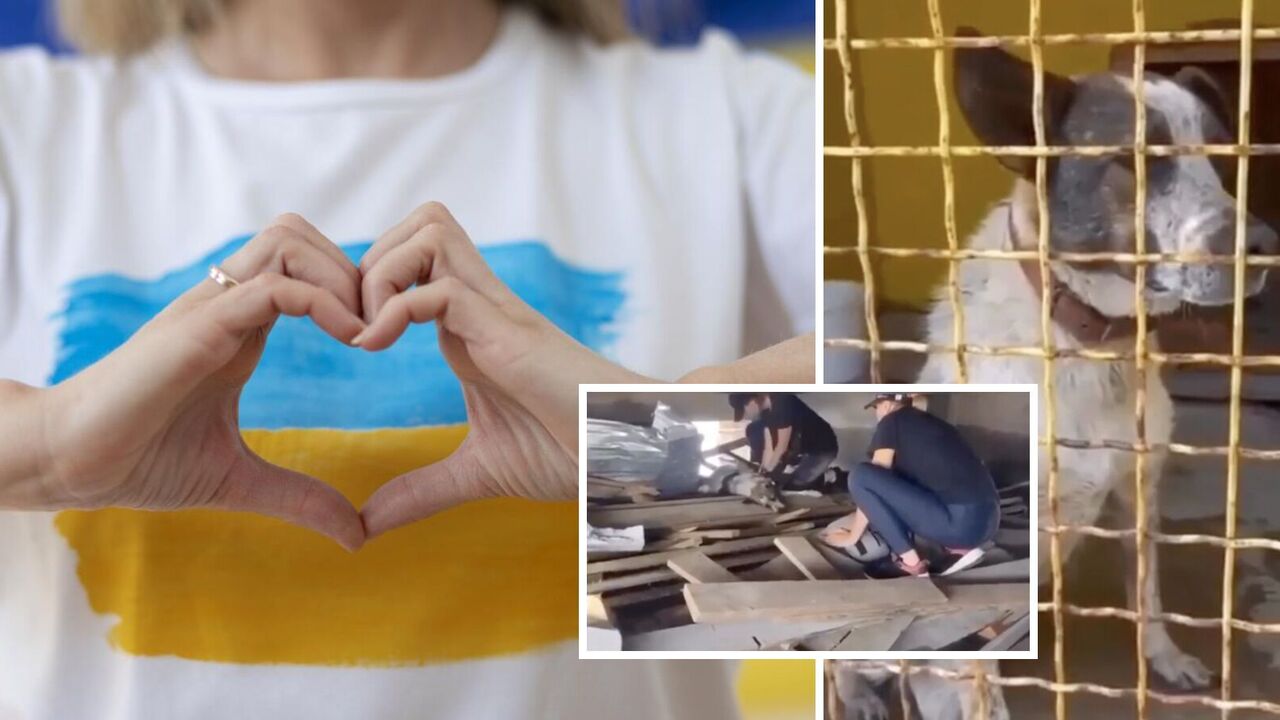 Massaged the heart: volunteers managed to bring back to life a dog from the Kherson region. Video