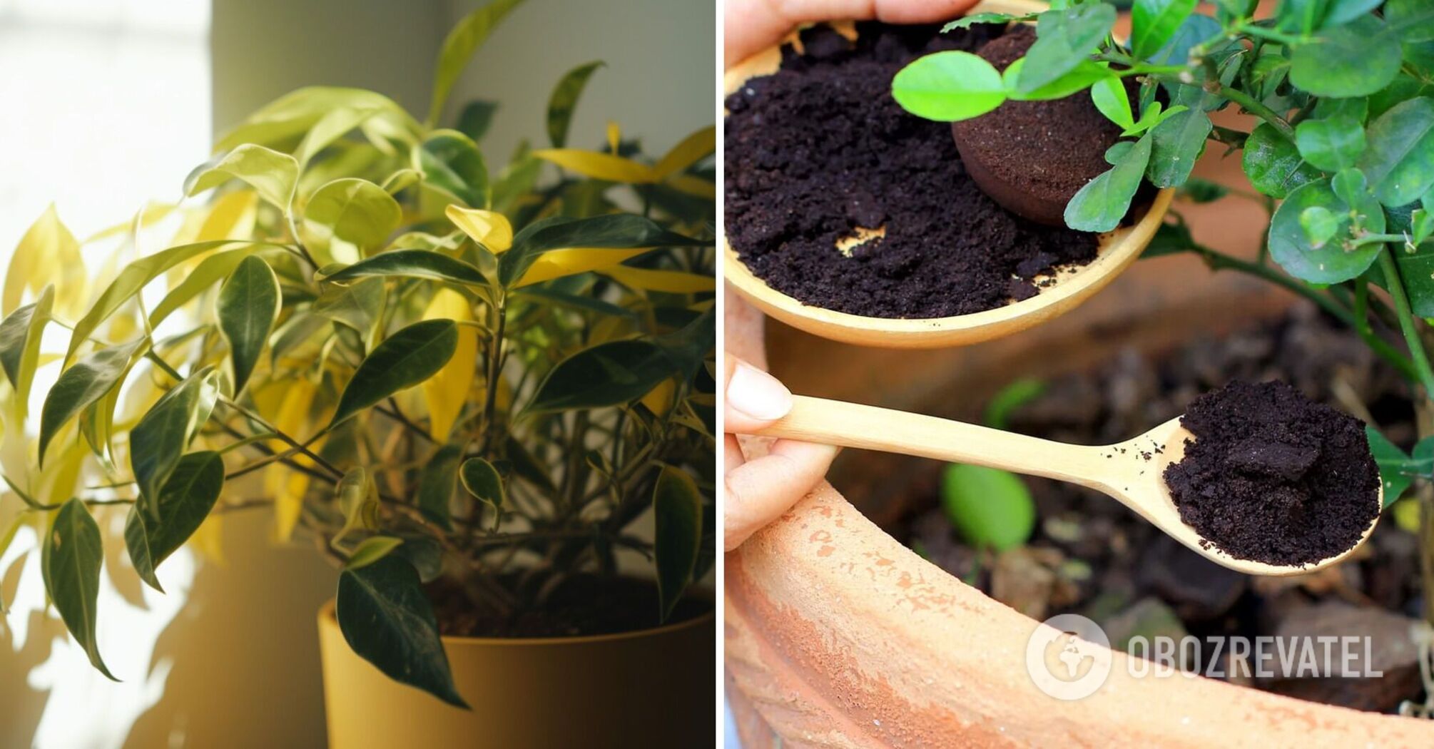 How to save indoor flowers from yellowing: a product that is in every kitchen will help