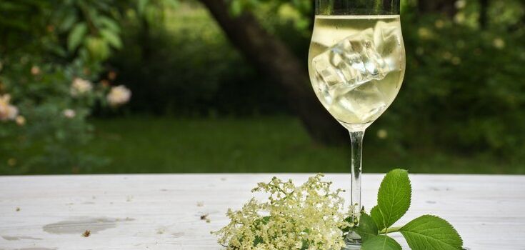Homemade sparkling champagne made from elderberry: does not contain alcohol