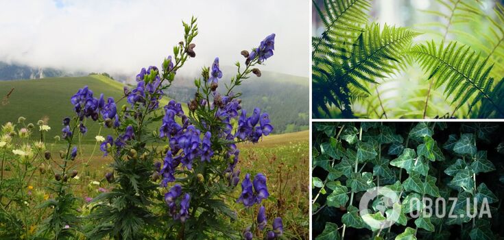 Check your garden: what poisonous plants can appear in any yard