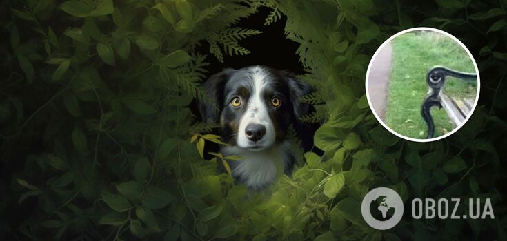 Can you see a dog? A puzzle for people with perfect vision