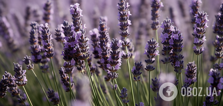 How to make lavender bushes lush and grow fast: watering secrets